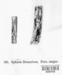 Colletotrichum dematium image